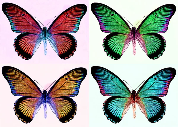 Bright Colorful Morpho Butterfly Sign Illustration Pop Art Background Icon — Foto de Stock