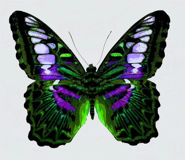 Jasné Barevné Morfo Motýl Znamení Ilustrace Pop Art Pozadí Ikona — Stock fotografie
