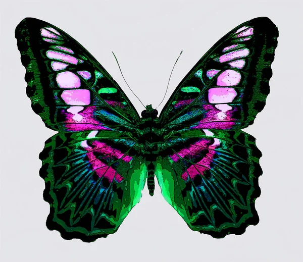 Bright Colorful Morpho Butterfly Sign Illustration Pop Art Background Icon — Photo