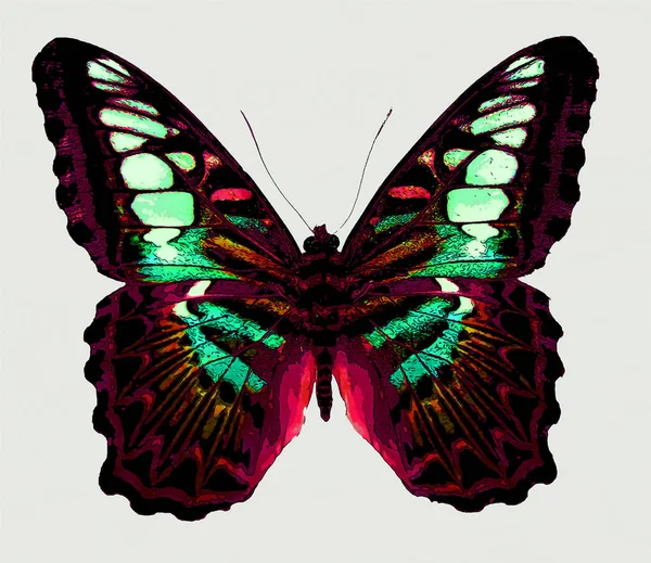 Bright Colorful Morpho Butterfly Sign Illustration Pop Art Background Icon — Stockfoto