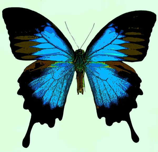 Bright Colorful Morpho Butterfly Sign Illustration Pop Art Background Icon — Foto Stock