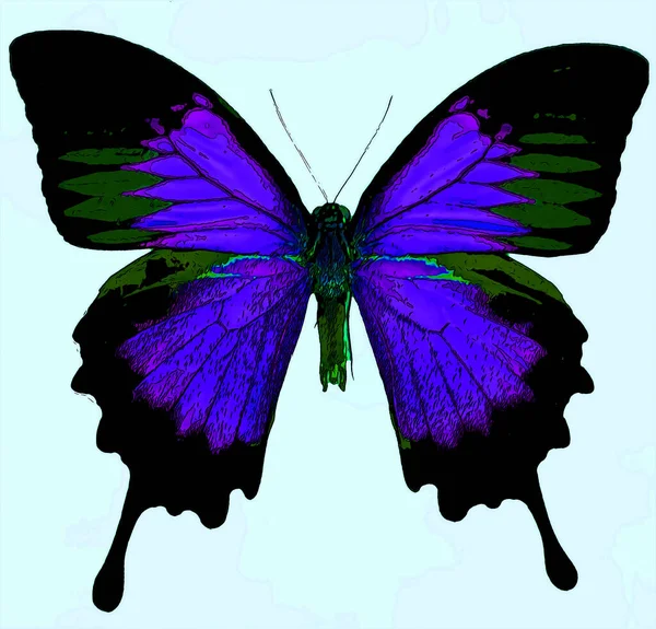 Bright Colorful Morpho Butterfly Sign Illustration Pop Art Background Icon — Stockfoto