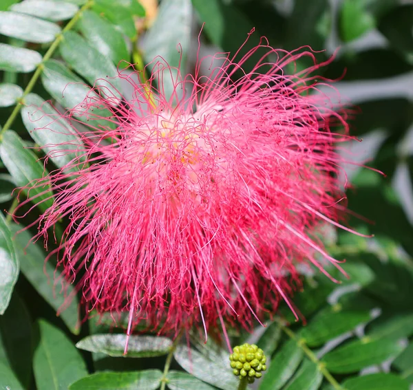 Powder puff tree is captivating, covered with big, bright blooms. It\'s easy to see why it\'s tempting to grow this tropical as a house plant.