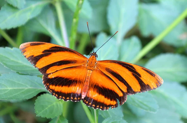 Dryadula Монотипний Рід Родини Метеликів Nymphalidae Його Єдиний Вид Dryadula — стокове фото