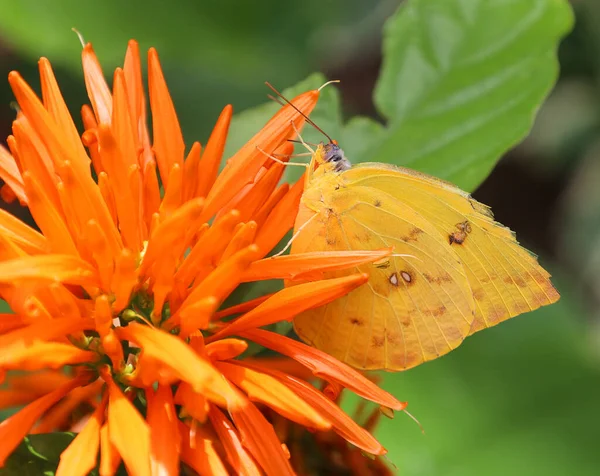 Метелик Сидить Квітці Саду — стокове фото