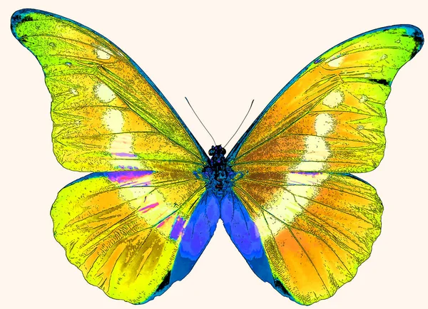 Bright Colorful Morpho Butterfly Sign Illustration Pop Art Background Icon — Photo