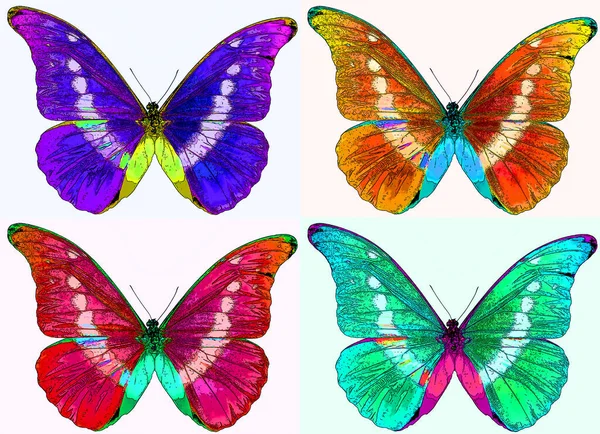 Bright Colorful Morpho Butterfly Sign Illustration Pop Art Background Icon — ストック写真