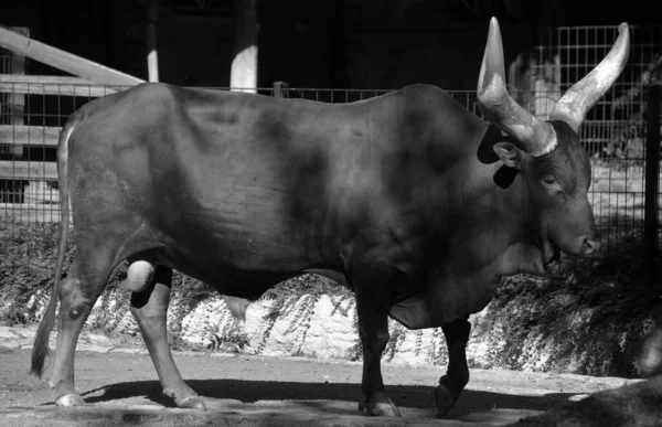 Ankole Watusi是一种现代美国家畜 它起源于中部非洲桑加牛品种的Ankole群 它的特点是有很大的角 — 图库照片