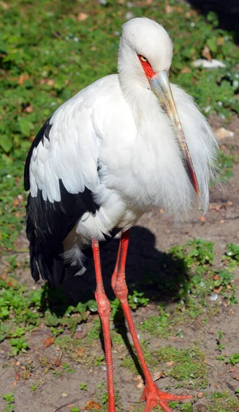 Maguari Stork Ciconia Maguari Detail Portrait White Bird Red Eyes — 图库照片