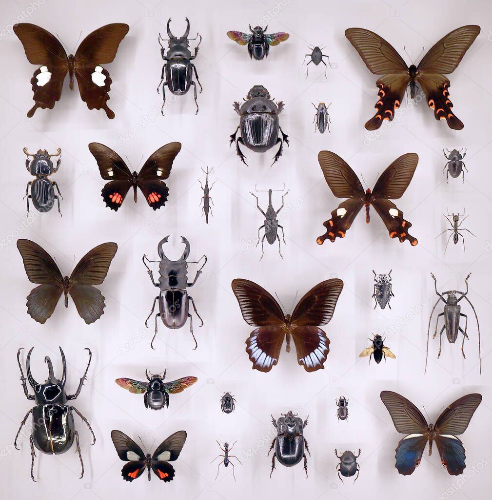 Exposition of variety of dead butterflies and bugs on board under glass 