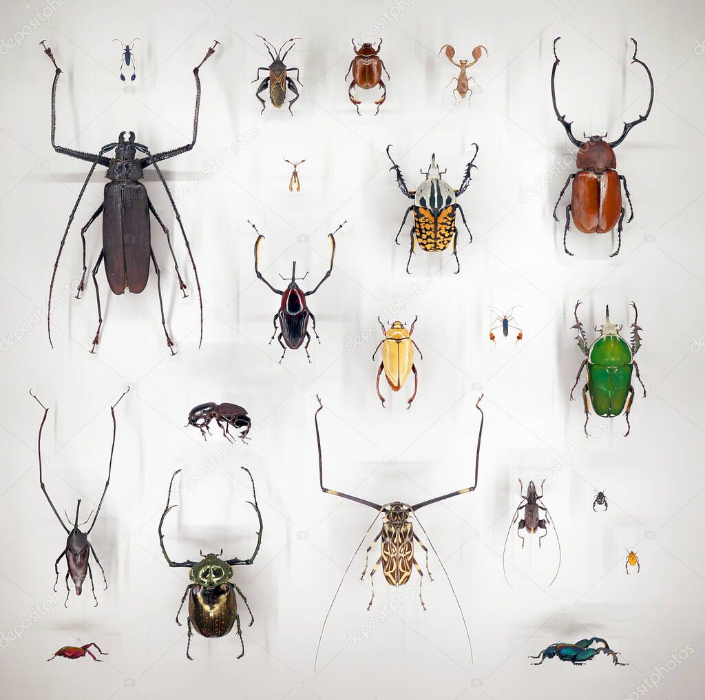 Exposition of variety of dead bugs on board under glass