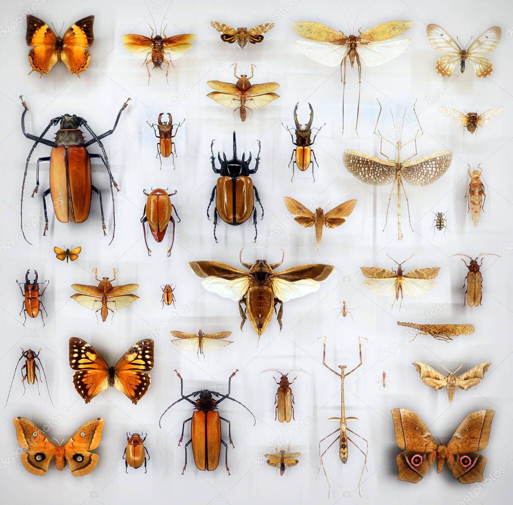 Exposition of variety of dead butterflies and bugs on board under glass