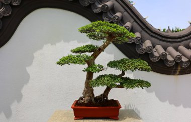 Chinese elm Bonsai. It is an Asian art form using cultivation techniques to produce small trees in containers that mimic the shape and scale of full size trees