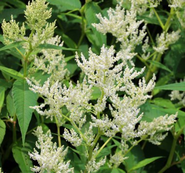 Koenigia alpina, Aconogonon alpinyumu, genellikle alp knototu olarak bilinir, Koenigia alaskana 'ya benzer, ancak yaprak boyutu ve akene karakteristiği farklıdır. 