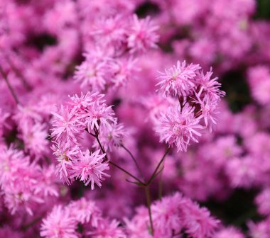 Japon çiçekli kayısı, kışın sonlarında baharatlı kokulu gül pembesi ve çift çiçek üreten eşsiz, cüce bir çiçektir..  