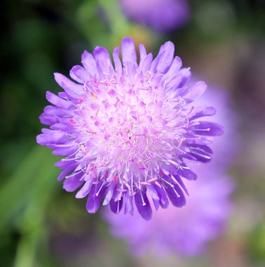 Knautia arvensis, kedigiller (Caprifoliaceae) familyasından çiçekli bir bitki türü..