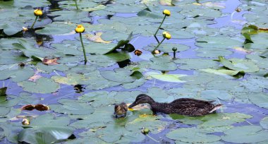duck with duckling in water lilies on the lake