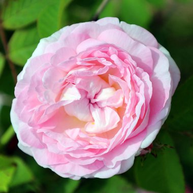 Gül, gülgiller (Rosaceae) familyasından, Rosa cinsinin uzun ömürlü bir çiçeğidir. Yüzden fazla tür ve binlerce tarla kuşu var..