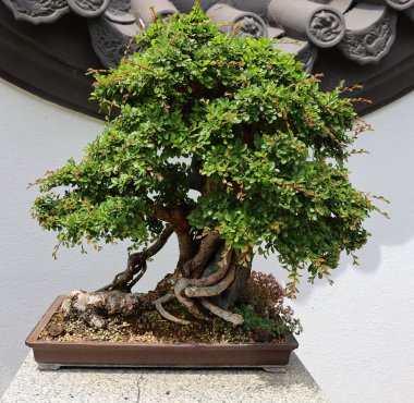 Bonsai. Bitki yetiştirme tekniklerini kullanarak ağaçların şeklini ve büyüklüğünü taklit eden küçük ağaçlar üreten bir Asya sanatı türüdür.
