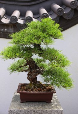 Mantar kabuğu Japon kara çamı Bonsai. Bitki yetiştirme tekniklerini kullanarak ağaçların şeklini ve büyüklüğünü taklit eden küçük ağaçlar üreten bir Asya sanatı türüdür.