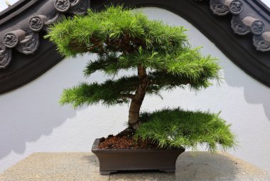 Himalayan cedar Bonsai. It is an Asian art form using cultivation techniques to produce small trees in containers that mimic the shape and scale of full size trees