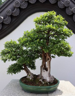 Bonsai. Bitki yetiştirme tekniklerini kullanarak ağaçların şeklini ve büyüklüğünü taklit eden küçük ağaçlar üreten bir Asya sanatı türüdür.