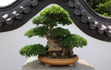 Çin karaağacı Bonsai. Bitki yetiştirme tekniklerini kullanarak ağaçların şeklini ve büyüklüğünü taklit eden küçük ağaçlar üreten bir Asya sanatı türüdür.