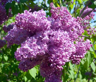 Şırınga vulgarisi (leylak veya leylak), Oleaceae familyasından, Balkan Yarımadası 'nda yetişen ve kayalık tepelerde yetişen bir bitki türü.