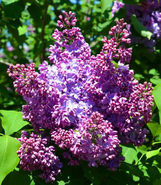 Şırınga vulgarisi (leylak veya leylak), Oleaceae familyasından, Balkan Yarımadası 'nda yetişen ve kayalık tepelerde yetişen bir bitki türü.