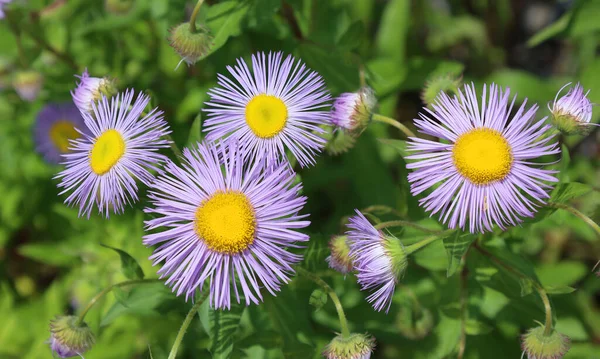 Symphyotrichum Novae Angliae Vroeger Aster Novae Angliae Een Plant Uit — Stockfoto