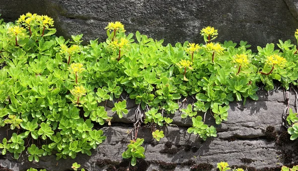 一般的に金のバスケットと呼ばれるAlyssum 多年生Alyssum Aurinia Saxatilis は素晴らしい壁や岩の庭の植物を作ります — ストック写真