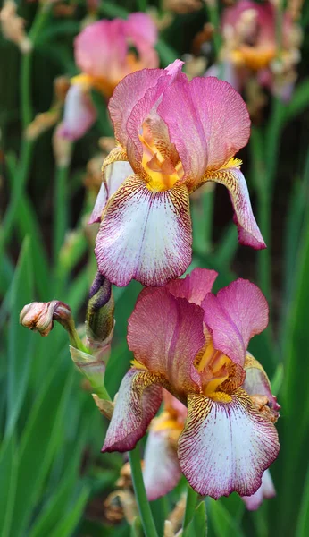 Iris is a genus of about 260300 species of flowering plants with showy flowers. It takes its name from the Greek word for a rainbow, which is also the name for the Greek goddess of the rainbow, Iris.