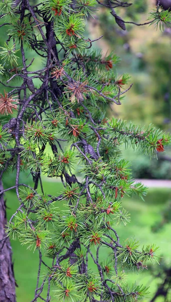 Jack Pine Pinus Banksiana Східноамериканська Сосна — стокове фото