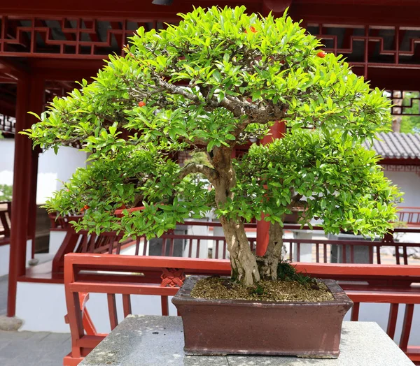 Pomgranate Tree Bonsai Asian Art Form Using Cultivation Techniques Produce — Foto de Stock