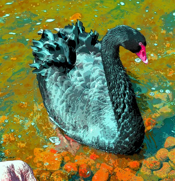 Svart Svan Stor Vattenfågel Svanart Som Föds Främst Australien Nya — Stockfoto