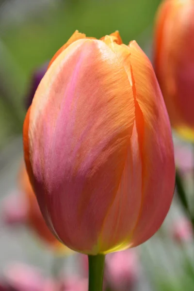 Tulip Perennial Bulbous Plant Showy Flowers Genus Tulipa Which 109 — Photo