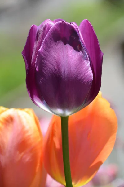 Tulip Perennial Bulbous Plant Showy Flowers Genus Tulipa Which 109 — стоковое фото