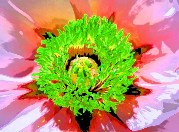 Peony Flowering Plant Flower Sign Illustration Background Icon Vivid Color — Stock Photo, Image