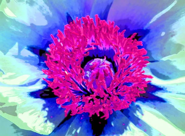 Peony Flowering Plant Flower Sign Illustration Background Icon Vivid Color —  Fotos de Stock