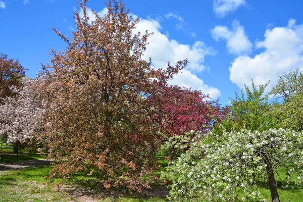 Beautiful Flowers Garden Trees Spring Bloom — Stock fotografie