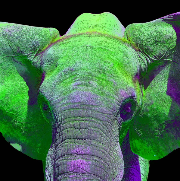 Ícone Elefante Arte Pop Com Manchas Cor — Fotografia de Stock