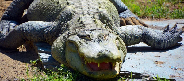 Alligator Est Crocodilien Genre Alligator Famille Des Alligatoridae Les Deux — Photo