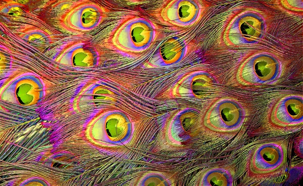 Peacock Feathers Sign Illustration Pop Art Background Icon Color Spots — Fotografia de Stock