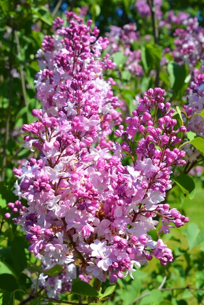 Syringa Vulgaris Lilac Common Lilac Species Flowering Plant Olive Family Royalty Free Stock Images