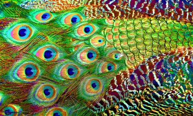 Tavuskuşu tüyleri renk benekleri olan pop-art arkaplan simgesini imzalarlar