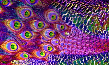 Tavuskuşu tüyleri renk benekleri olan pop-art arkaplan simgesini imzalarlar