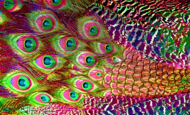 Tavuskuşu tüyleri renk benekleri olan pop-art arkaplan simgesini imzalarlar