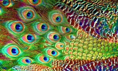 Tavuskuşu tüyleri renk benekleri olan pop-art arkaplan simgesini imzalarlar