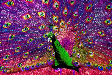 Tavuskuşu tüyleri renk benekleri olan pop-art arkaplan simgesini imzalarlar