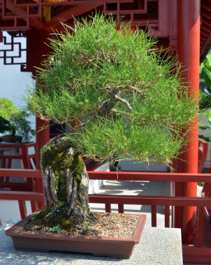 Bonsai. Bitki yetiştirme tekniklerini kullanarak ağaçların şeklini ve büyüklüğünü taklit eden küçük ağaçlar üreten bir Asya sanatı türüdür.